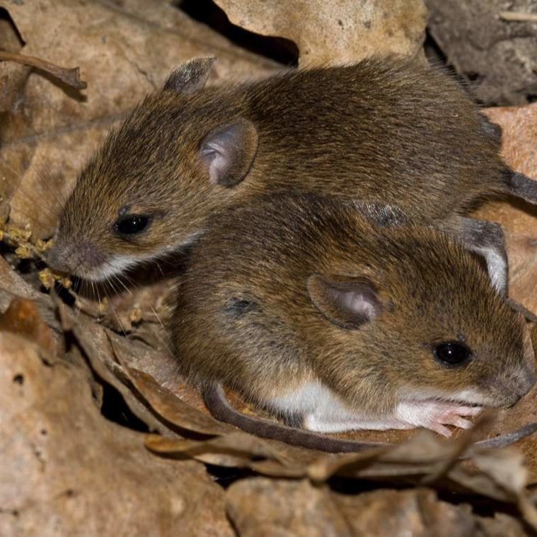 Уничтожения мышей в частном доме в Майкопе?