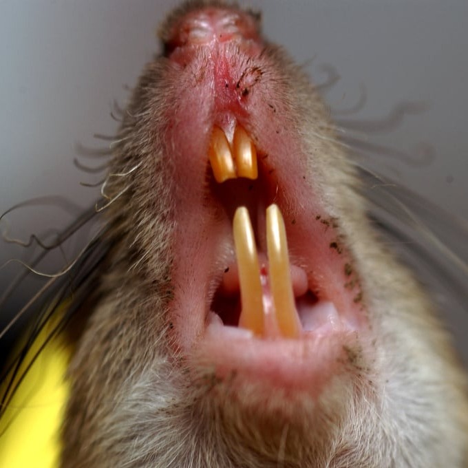 Дератизация крыс в Майкопе?